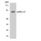 Adhesion G Protein-Coupled Receptor F4 antibody, LS-C292006, Lifespan Biosciences, Western Blot image 