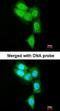 Proteasome Subunit Beta 8 antibody, orb73972, Biorbyt, Immunofluorescence image 