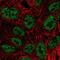 Basic Leucine Zipper ATF-Like Transcription Factor antibody, NBP2-56580, Novus Biologicals, Immunofluorescence image 