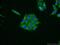 Rho Guanine Nucleotide Exchange Factor 40 antibody, 23911-1-AP, Proteintech Group, Immunofluorescence image 