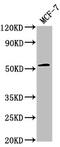 Protein Phosphatase, Mg2+/Mn2+ Dependent 1J antibody, CSB-PA686382LA01HU, Cusabio, Western Blot image 