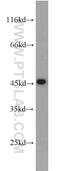 Ubiquitin Like Modifier Activating Enzyme 5 antibody, 12093-1-AP, Proteintech Group, Western Blot image 