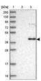 POU Class 4 Homeobox 3 antibody, NBP1-88349, Novus Biologicals, Western Blot image 