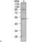 T-box transcription factor TBX5 antibody, LS-C812853, Lifespan Biosciences, Western Blot image 