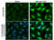 Protein Kinase, DNA-Activated, Catalytic Subunit antibody, GTX132793, GeneTex, Immunocytochemistry image 