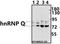 Synaptotagmin Binding Cytoplasmic RNA Interacting Protein antibody, A03946, Boster Biological Technology, Western Blot image 