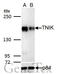 TRAF2 And NCK Interacting Kinase antibody, GTX13141, GeneTex, Western Blot image 