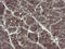 TSC22 Domain Family Member 1 antibody, M06397, Boster Biological Technology, Immunohistochemistry paraffin image 