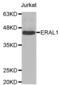 GTPase Era, mitochondrial antibody, abx004585, Abbexa, Western Blot image 