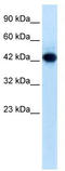 E3 ubiquitin-protein ligase RNF135 antibody, TA337265, Origene, Western Blot image 