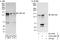 C14orf145 antibody, A303-348A, Bethyl Labs, Western Blot image 