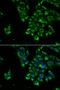 Thyroid Stimulating Hormone Subunit Beta antibody, LS-C334949, Lifespan Biosciences, Immunofluorescence image 