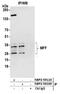 Mitochondrial Fission Factor antibody, NBP2-59110, Novus Biologicals, Western Blot image 