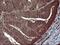 BH3 Interacting Domain Death Agonist antibody, NBP2-46575, Novus Biologicals, Immunohistochemistry paraffin image 