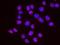 SET1 antibody, NB600-250, Novus Biologicals, Proximity Ligation Assay image 