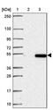 Histone H4 Transcription Factor antibody, PA5-63921, Invitrogen Antibodies, Western Blot image 