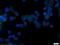 CD59 Molecule (CD59 Blood Group) antibody, 10742-1-AP, Proteintech Group, Immunofluorescence image 