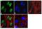 Lysine Methyltransferase 2B antibody, 701869, Invitrogen Antibodies, Immunofluorescence image 