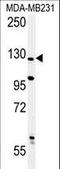 PH Domain And Leucine Rich Repeat Protein Phosphatase 2 antibody, LS-C163578, Lifespan Biosciences, Western Blot image 