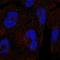 Clathrin Heavy Chain Like 1 antibody, HPA075795, Atlas Antibodies, Immunofluorescence image 