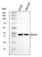 Distal-Less Homeobox 2 antibody, A03617-2, Boster Biological Technology, Western Blot image 