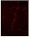 Synapsin I antibody, NB300-180, Novus Biologicals, Immunohistochemistry paraffin image 