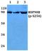 Heat Shock Protein 90 Alpha Family Class B Member 1 antibody, A01692S254, Boster Biological Technology, Western Blot image 