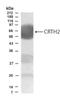 Prostaglandin D2 Receptor 2 antibody, NB100-93564, Novus Biologicals, Western Blot image 