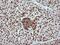 TRNA Methyltransferase 2 Homolog A antibody, MA5-26148, Invitrogen Antibodies, Immunohistochemistry frozen image 