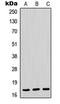 RNA Polymerase II Subunit H antibody, LS-C352681, Lifespan Biosciences, Western Blot image 