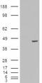 Poly(RC) Binding Protein 4 antibody, LS-C55242, Lifespan Biosciences, Western Blot image 