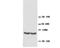 TIMP Metallopeptidase Inhibitor 4 antibody, orb18075, Biorbyt, Western Blot image 