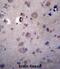 Heparanase 2 (Inactive) antibody, abx027136, Abbexa, Immunohistochemistry frozen image 