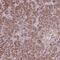 Chloride Intracellular Channel 6 antibody, NBP2-38062, Novus Biologicals, Immunohistochemistry frozen image 