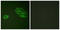 Erb-B2 Receptor Tyrosine Kinase 3 antibody, LS-C117910, Lifespan Biosciences, Immunofluorescence image 
