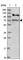 G Protein Signaling Modulator 1 antibody, HPA042199, Atlas Antibodies, Western Blot image 