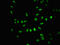 TATA-binding protein-associated factor 172 antibody, orb400796, Biorbyt, Immunofluorescence image 
