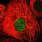 Spermine Synthase antibody, NBP1-87813, Novus Biologicals, Immunofluorescence image 