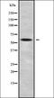 Inositol Polyphosphate-5-Phosphatase F antibody, orb337935, Biorbyt, Western Blot image 