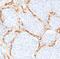 Collagen Type IV Alpha 1 Chain antibody, 34056, QED Bioscience, Immunohistochemistry paraffin image 