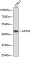 SRBC antibody, A01998, Boster Biological Technology, Western Blot image 