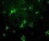 CD209 Molecule antibody, DDX0205A546-100, Novus Biologicals, Immunohistochemistry paraffin image 