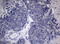 Homeobox D4 antibody, LS-C794943, Lifespan Biosciences, Immunohistochemistry paraffin image 