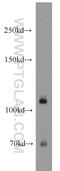 Nicastrin antibody, 14071-1-AP, Proteintech Group, Western Blot image 