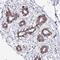 Ankyrin Repeat Domain 30B antibody, NBP2-32544, Novus Biologicals, Immunohistochemistry frozen image 