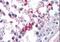 Septin 3 antibody, NB100-1023, Novus Biologicals, Immunohistochemistry paraffin image 