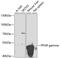 Peroxisome Proliferator Activated Receptor Gamma antibody, 13-947, ProSci, Western Blot image 