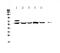 Carboxylesterase 1 antibody, A01741-1, Boster Biological Technology, Western Blot image 