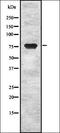 OS9 Endoplasmic Reticulum Lectin antibody, orb337134, Biorbyt, Western Blot image 