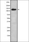 G Protein-Coupled Receptor 183 antibody, orb335586, Biorbyt, Western Blot image 